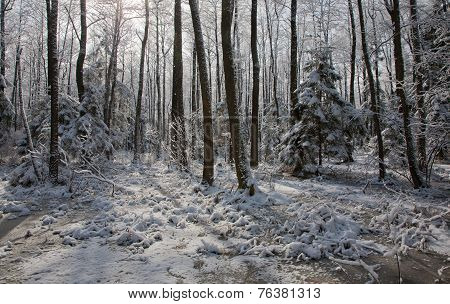 Snowfall After Wetland Stand In Morning