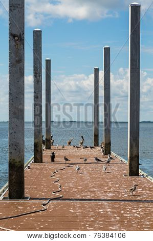 Seagulls And Pelicans On Old Pier