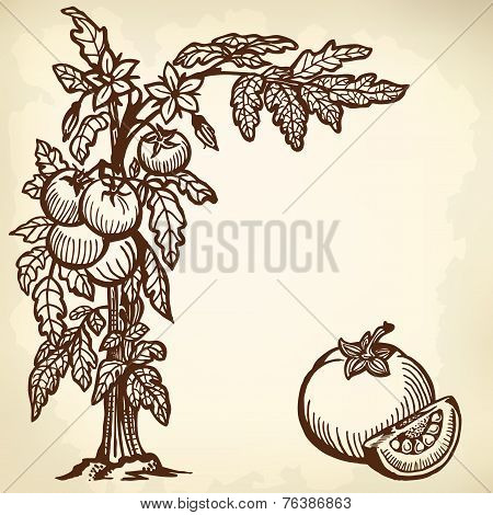 tomato brunch