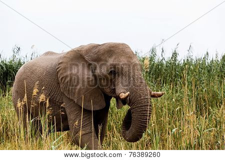 African Elephant In Etosha National Park