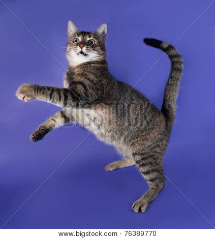Thick Striped Cat Playing On Lilac