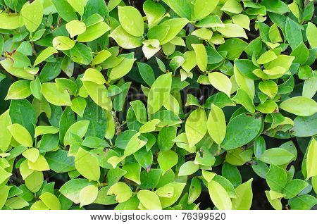 Green Leaves