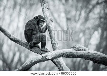 Chimpanzee IX