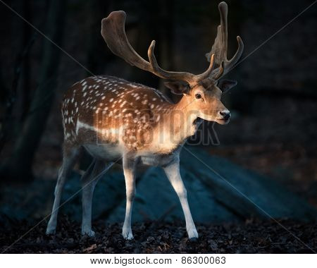 Eurasian Fallow Deer