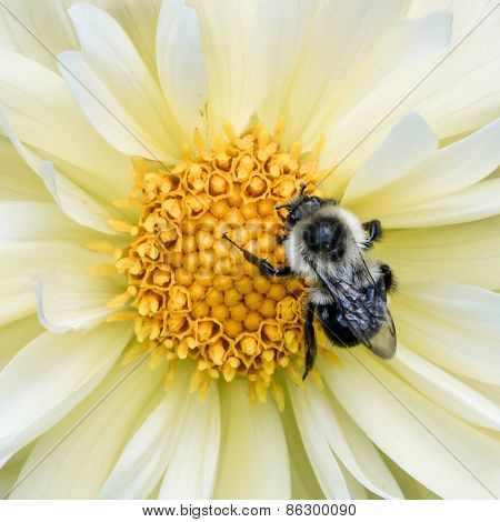 Bumblebee On Yellow Dahlia