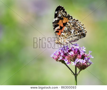Painted Lady