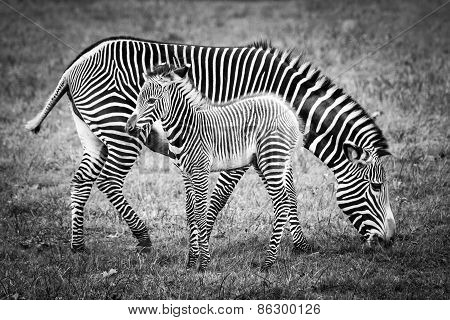 Baby Zebra And Mother