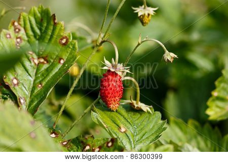 Wild Strawberries Plant