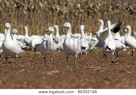 Greater Snow Geese Feeding