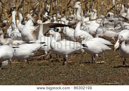 Greater Snow Geese Feeding