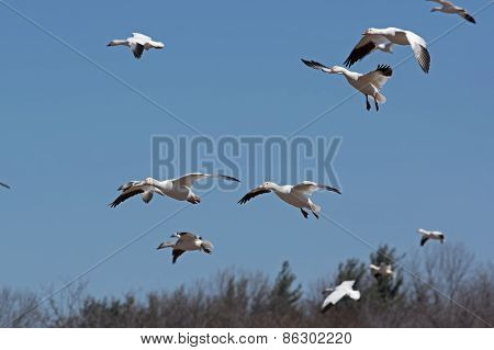 Greater Snow Geese Migrating