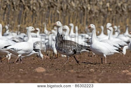 Greater Snow Geese Feeding