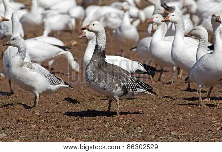 Greater Snow Geese Feeding