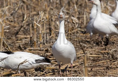 Greater Snow Geese in Corn Field