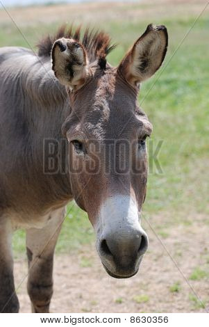 Zebronky