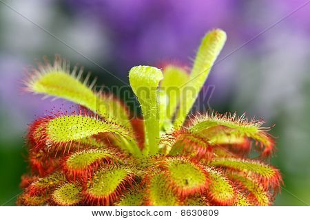 En Drosera aliciae blomst stilk med børster
