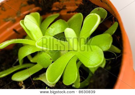 Green Pinguicula Sethos, eine exotische, fleischfressende Pflanze