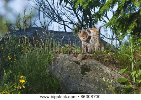 Vulpes vulpes, baby red fox in the forest, Vosges, France
