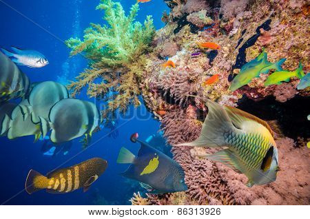 Colorful underwater offshore rocky reef with coral and sponges and small tropical fish swimming by in a blue ocean