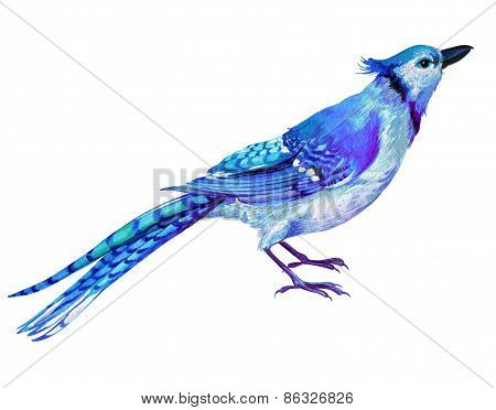 blue jay illustration in watercolor.