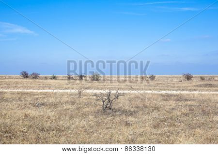 Steppe