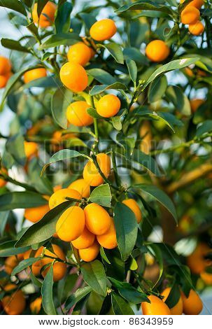 Kumquat Fruit On The Tree In The Orchard