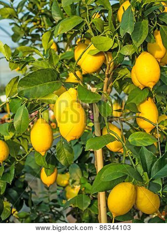 Yellow Ripe Lemons Hung On The Tree In Mediterranean Country