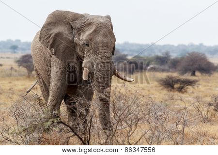Big African Elephants On Etosha National Park