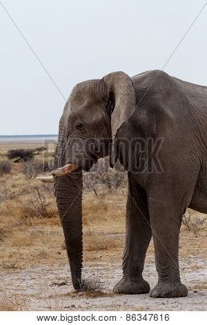 Big African Elephants On Etosha National Park