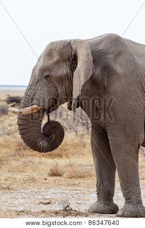 Big African Elephants On Etosha National Park
