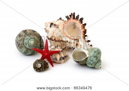 Seashell Isolated Over White