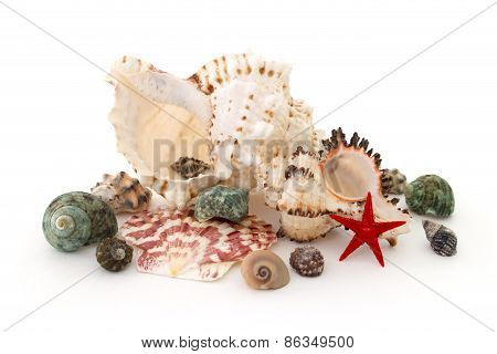 Seashell On A White Background Isolated Over White