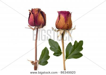 Dry Rose And Green Petal Isolated Over White