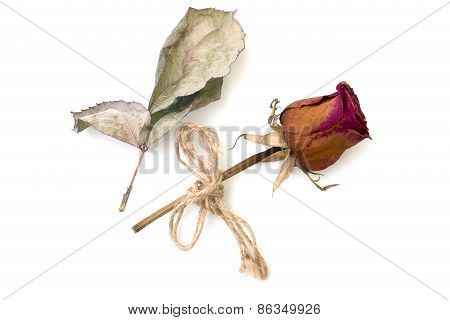 Dry Rose And Petal Isolated On A White Background