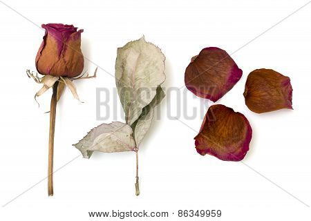 Dry Rose And Sheet Isolated Over White