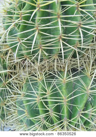 The Golden ball or barrel cactus