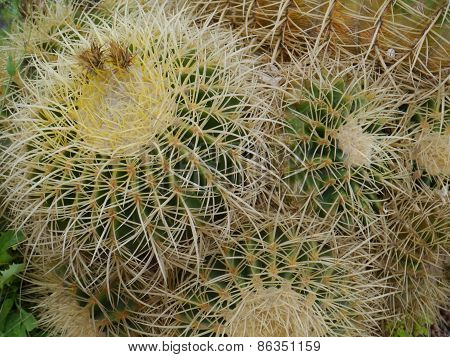 The Golden ball or barrel cactus