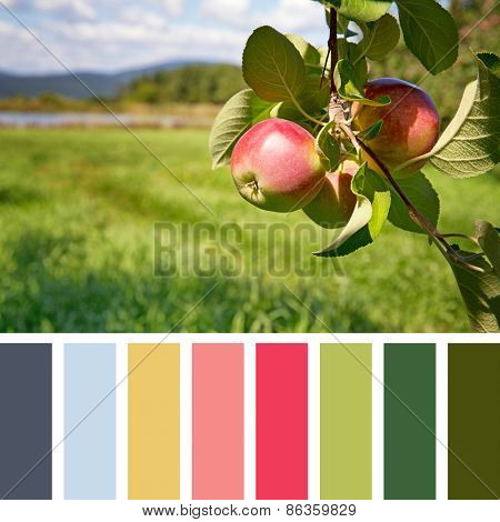 Ripe apples hanging from a tree in an orchard, in a colour palette, with complimentary colour swatches