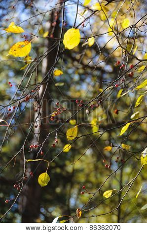 Wild Apple-tree In Forest