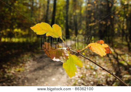 Many-coloured Autumn Leaves