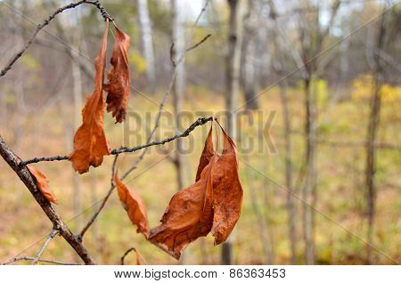 Dry Brown Leaves