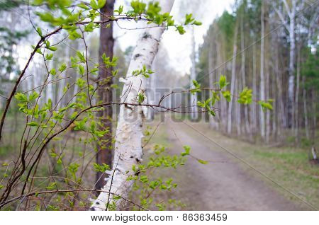 Road In The Forest