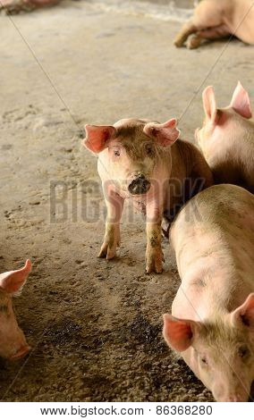 Thai Stlye Commercial Pig Farm