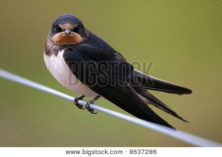 Swallow Chick