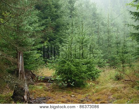 Spruce Forest In Summer