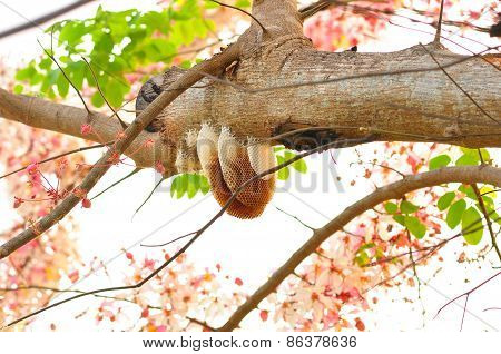 Beehive On Pink Cassia Tree