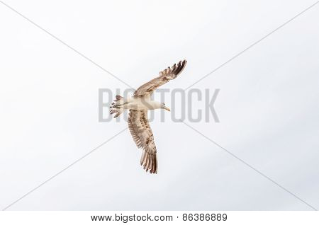 Soaring Kelp Gull