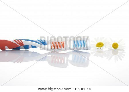 붙여넣기와 카모마일 칫 솔
