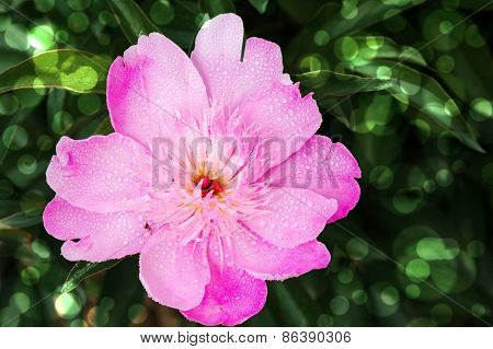 Dalia After Rain