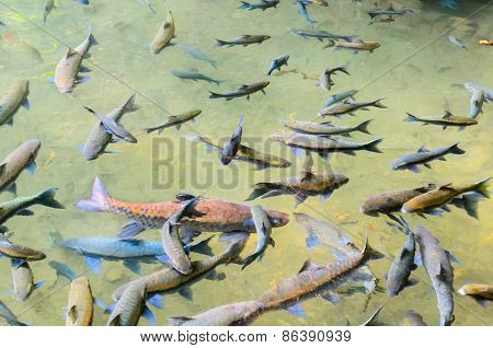 Soro Brook Carp Fish